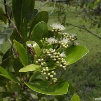 Syzygium caryophyllatum (L.) Alston